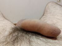 My cock that day - 16.05.2018: 2 Nude Pics