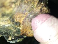 Fat cock fucking a hole: 9 Nude Pics