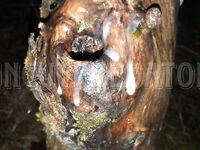 Fat cock fucking a hole: 9 Nude Pics