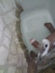 Shower: 1 Nude Pics