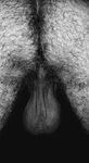 Lion big balls: 4 Nude Pics