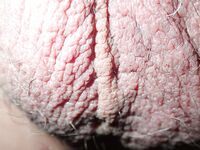 My penis up close: 20 Nude Pics