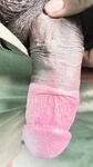 Pink Cock : 7 Nude Pics